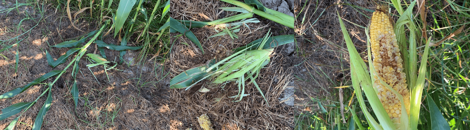  maize plant (Z. mays) trampled by a badger individual. .png